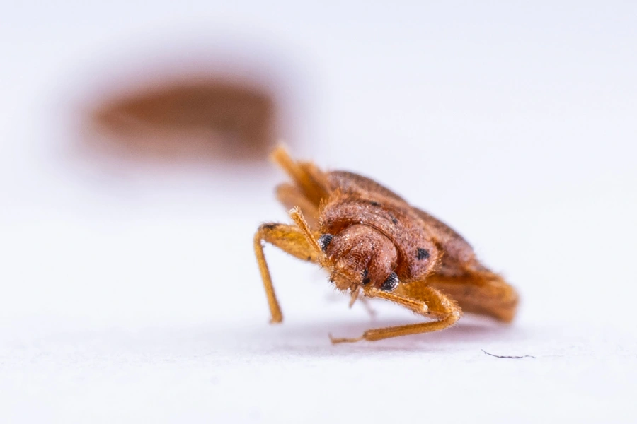 Malaysian scientists recruit bed bugs as...