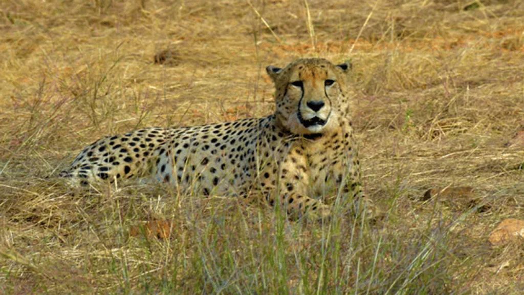 CHEETAH_20230719130906.jpg