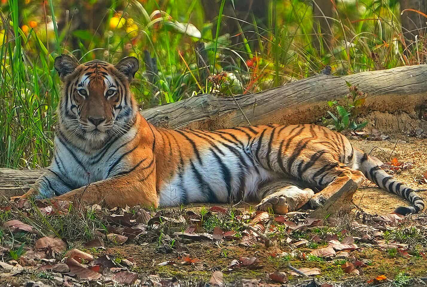 Nepal’s Tiger Conservation Crisis and the Path to Coexistence