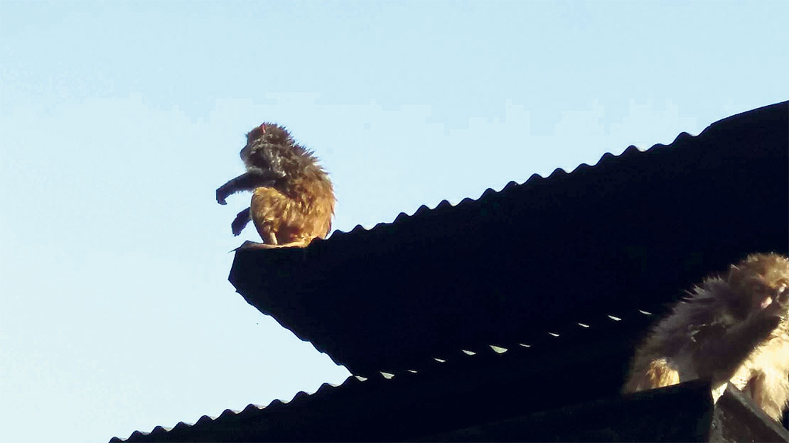 monkey-sunbathing.jpg