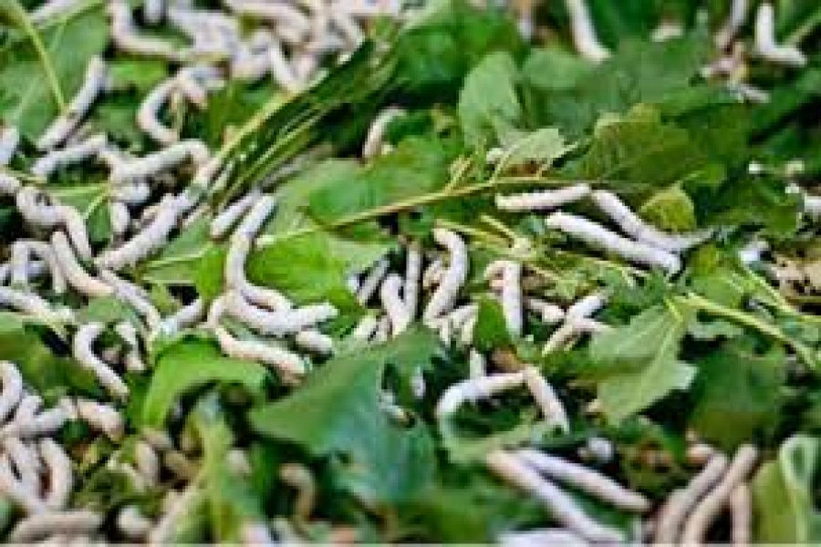 sericulture-1768044478.webp