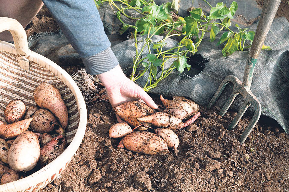 https://republicaimg.nagariknewscdn.com/shared/web/uploads/media/sweet-potatoes-and-taro-roots.jpg