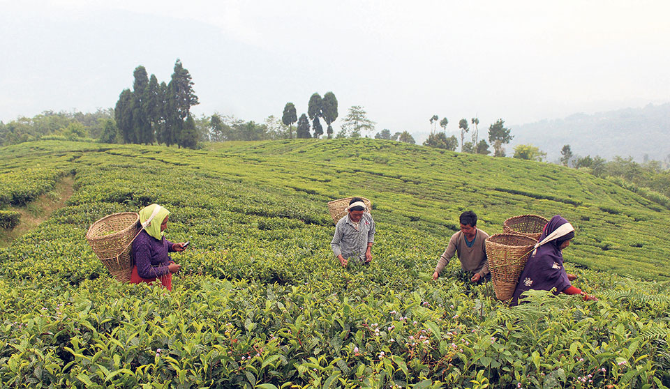 tea-production-oct-29.jpg