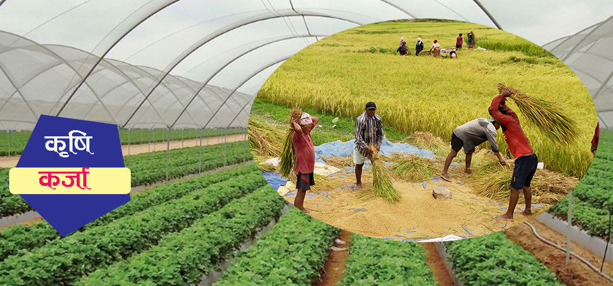 Billions in farm loans flow to Kathmandu, not to farmers